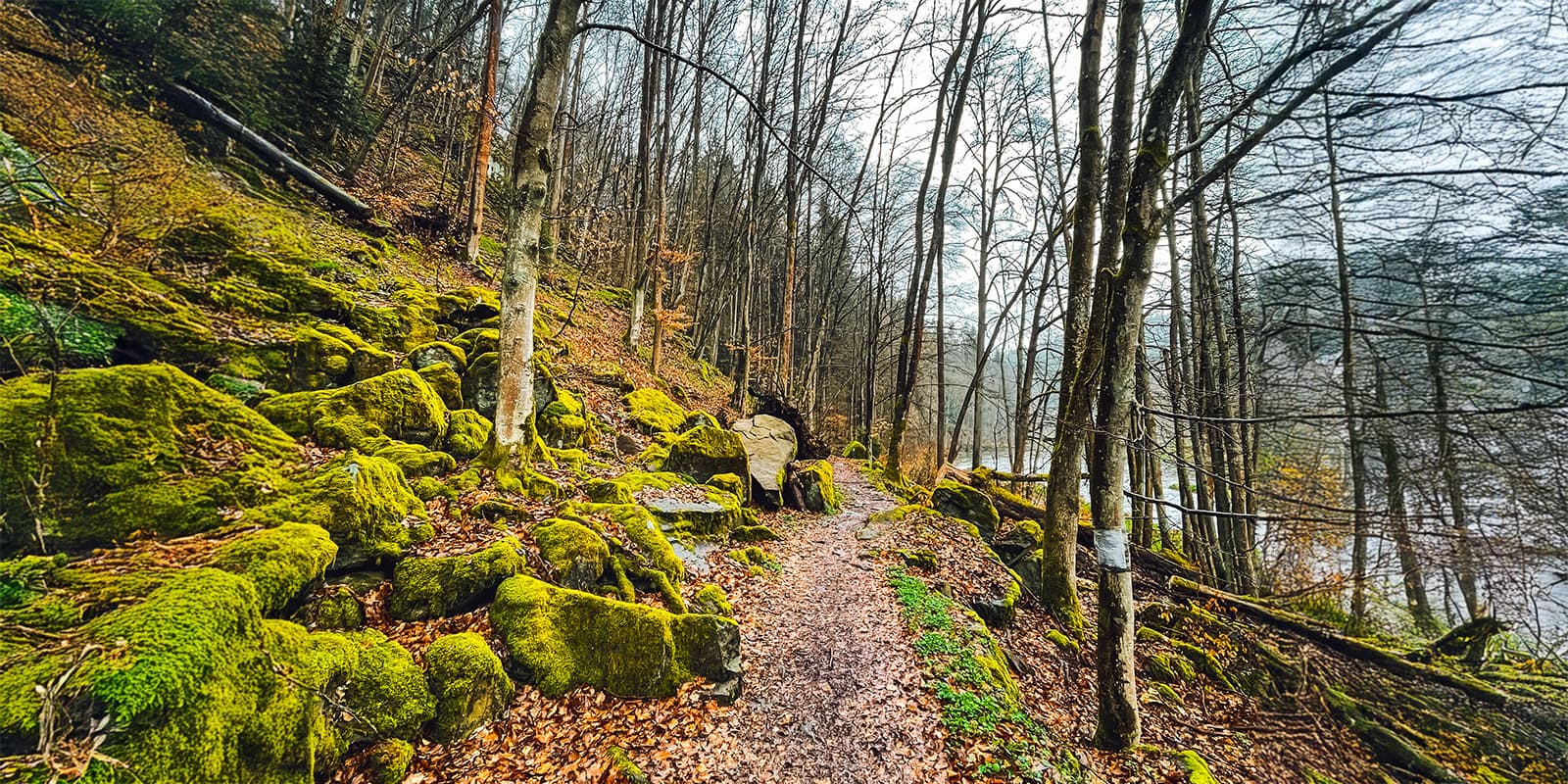 forest trail on the Lužnice-Valley trail in the czech republic