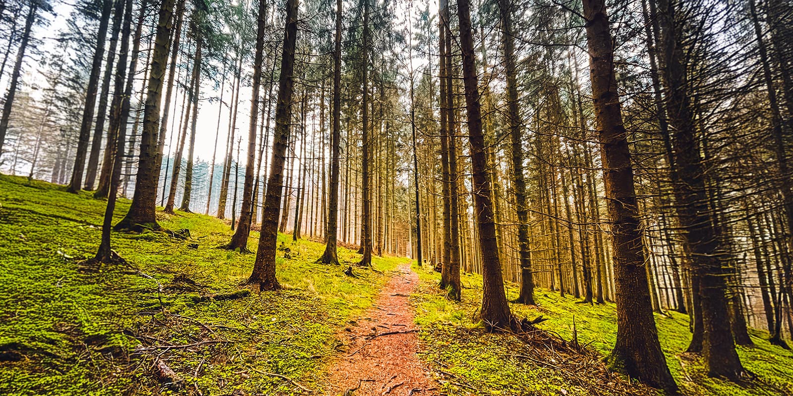 forest trail on the Lužnice-Valley trail in the czech republic