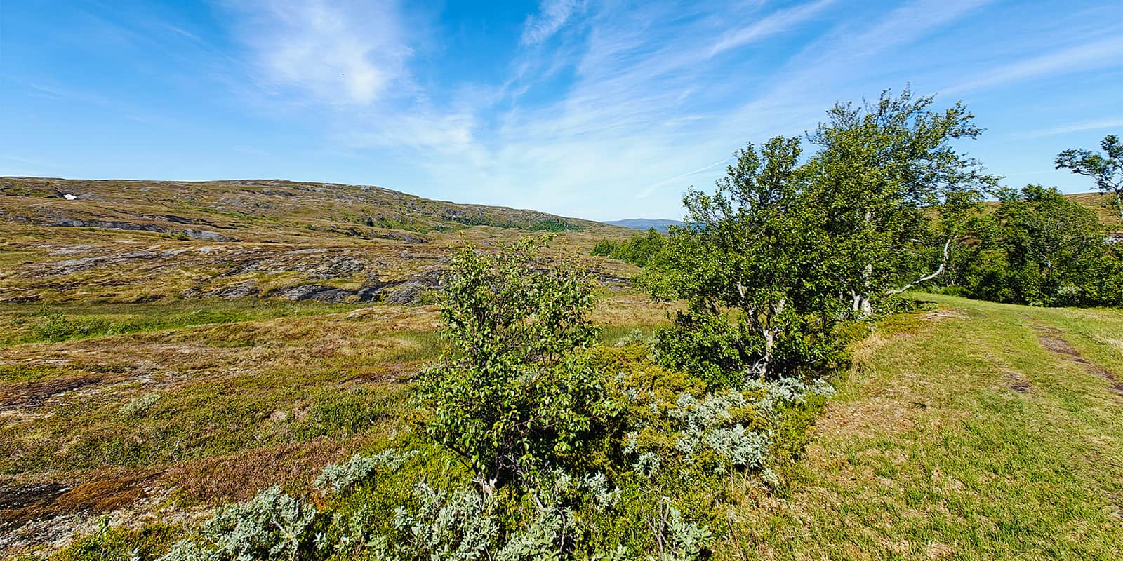 green landscape on the S:t Olavsleden trail