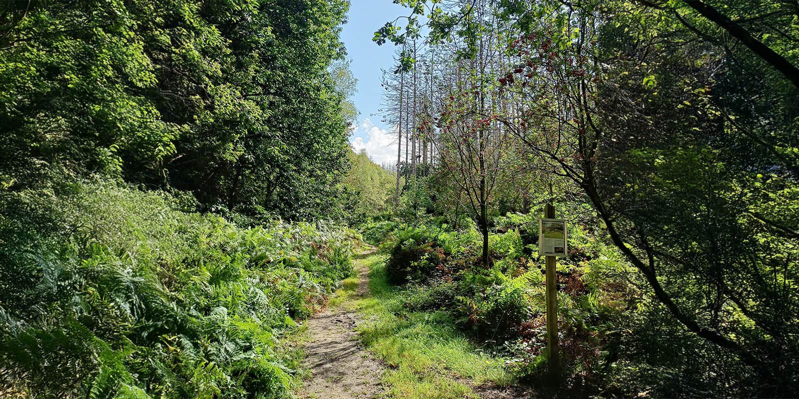 small unpaved hiking trail on the Pieterpad