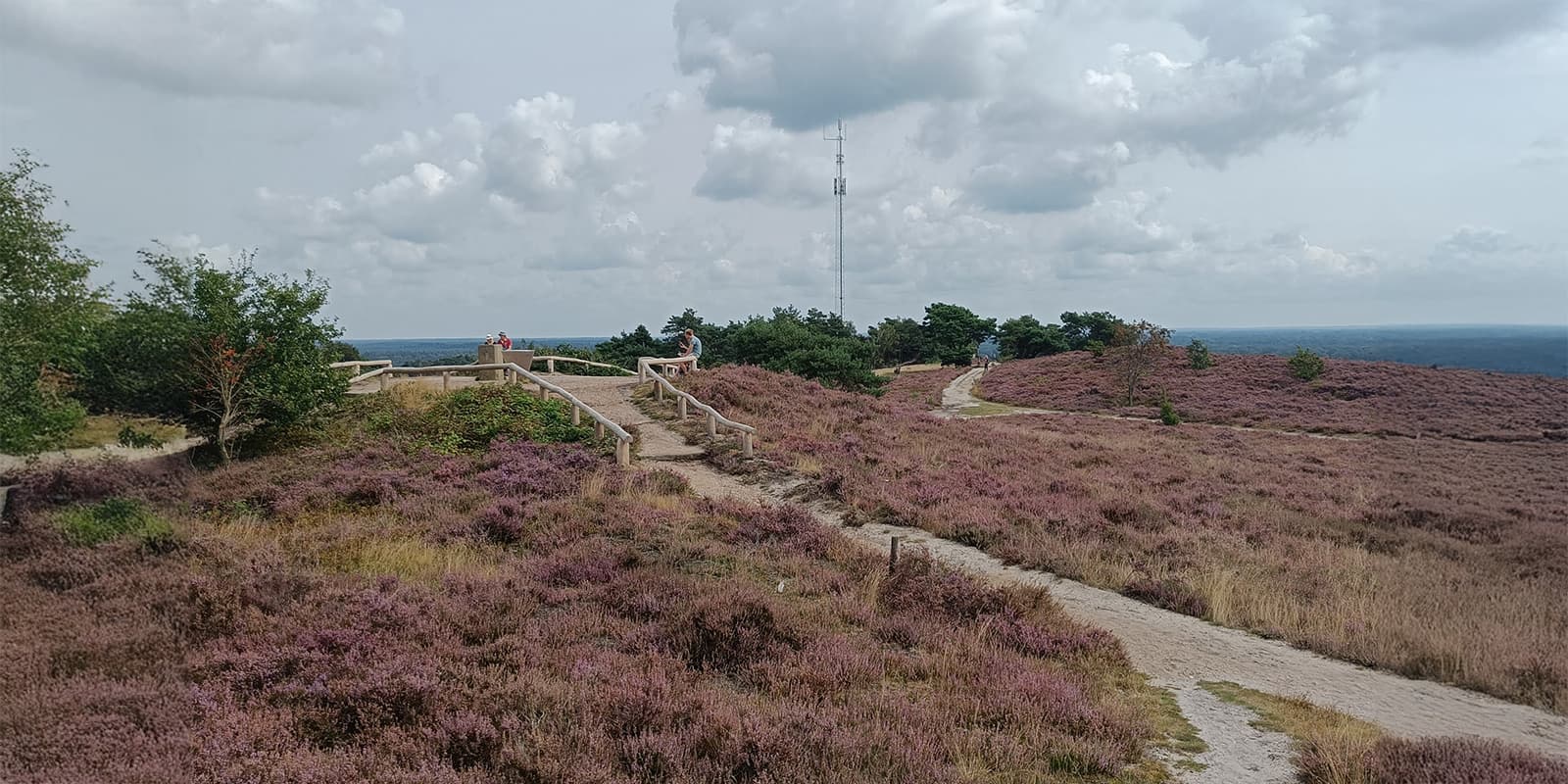 Heather fields on the Pieterpad