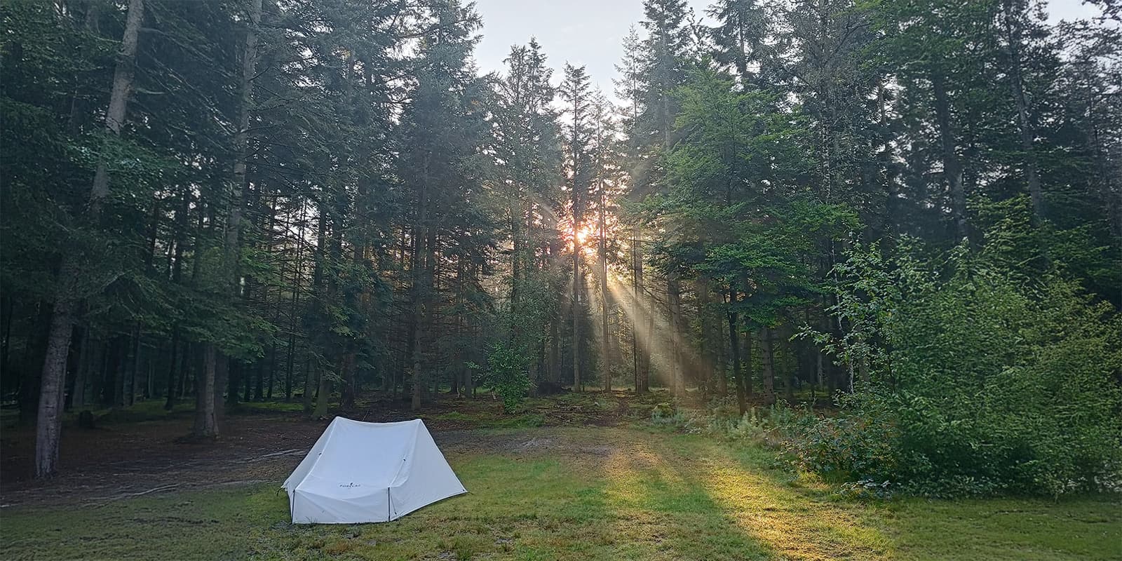 white tent in forest opening