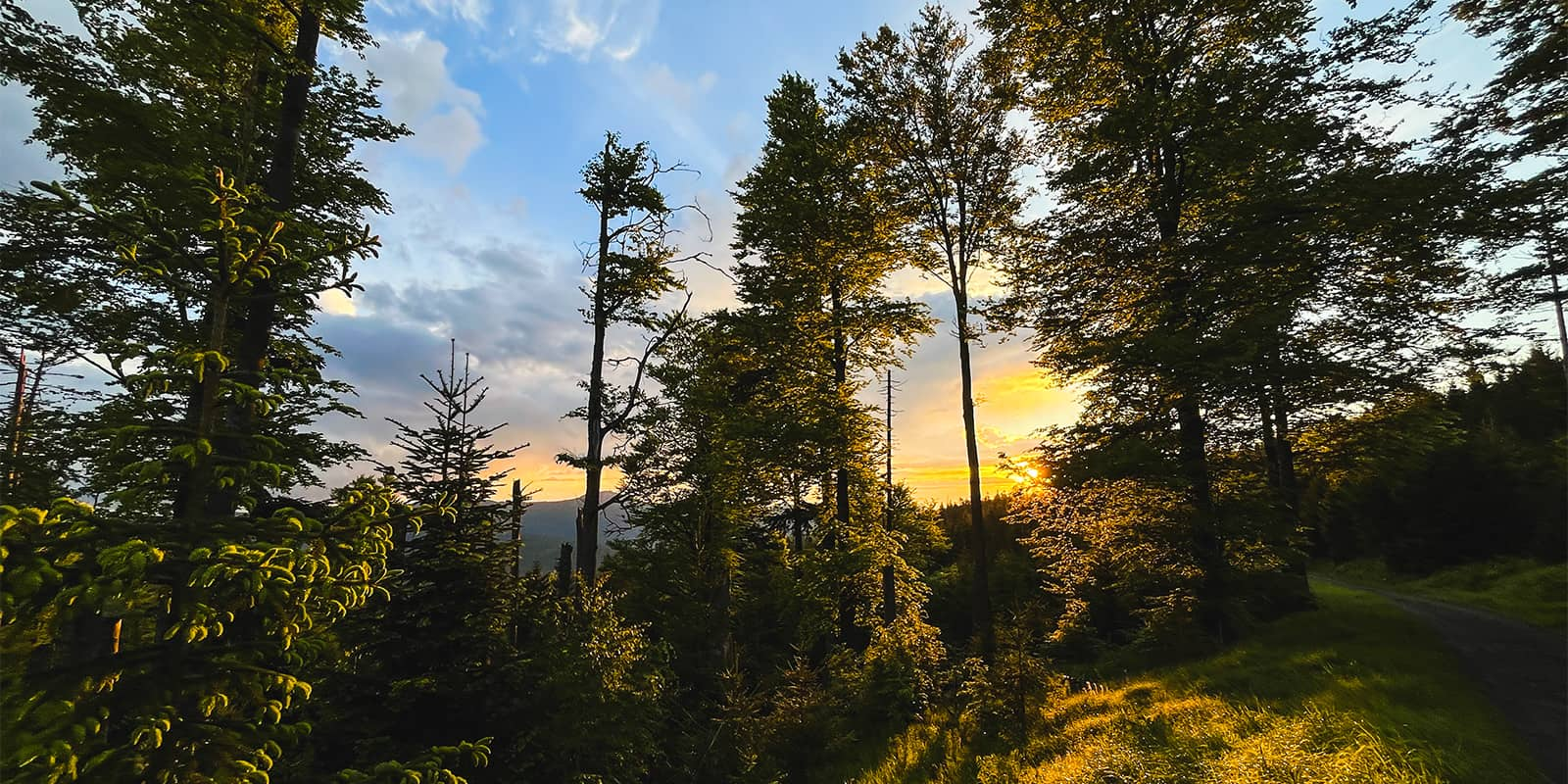 sunrise in forest on the sumava trail