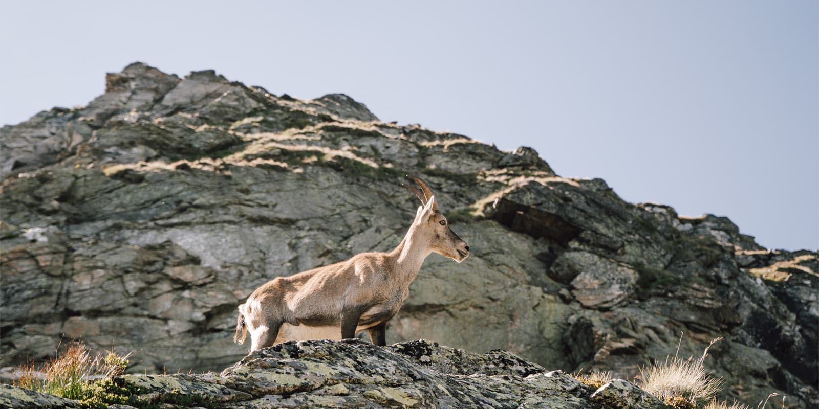 mountain goat standing on ridge