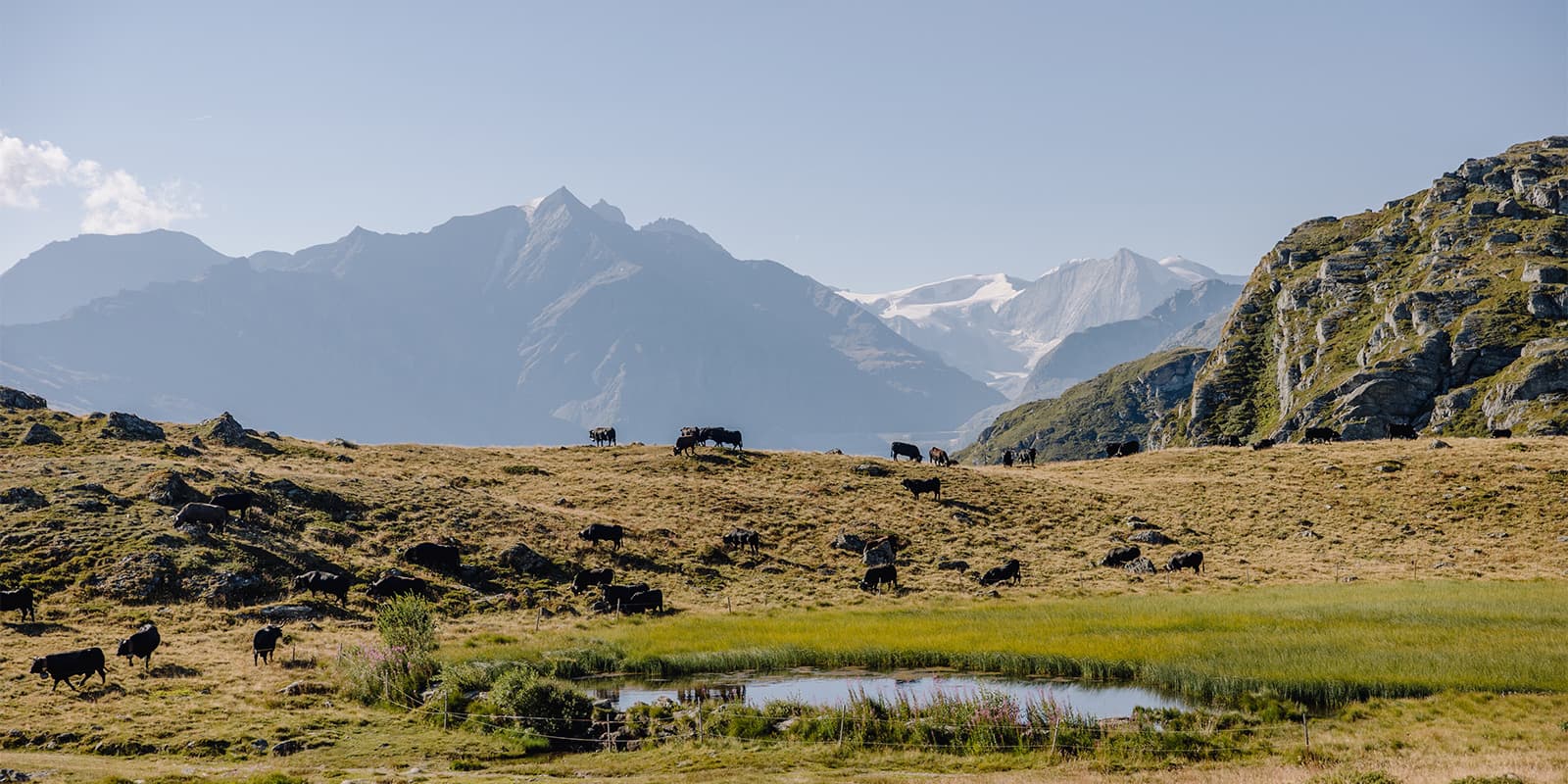 cows in the Swiss alps