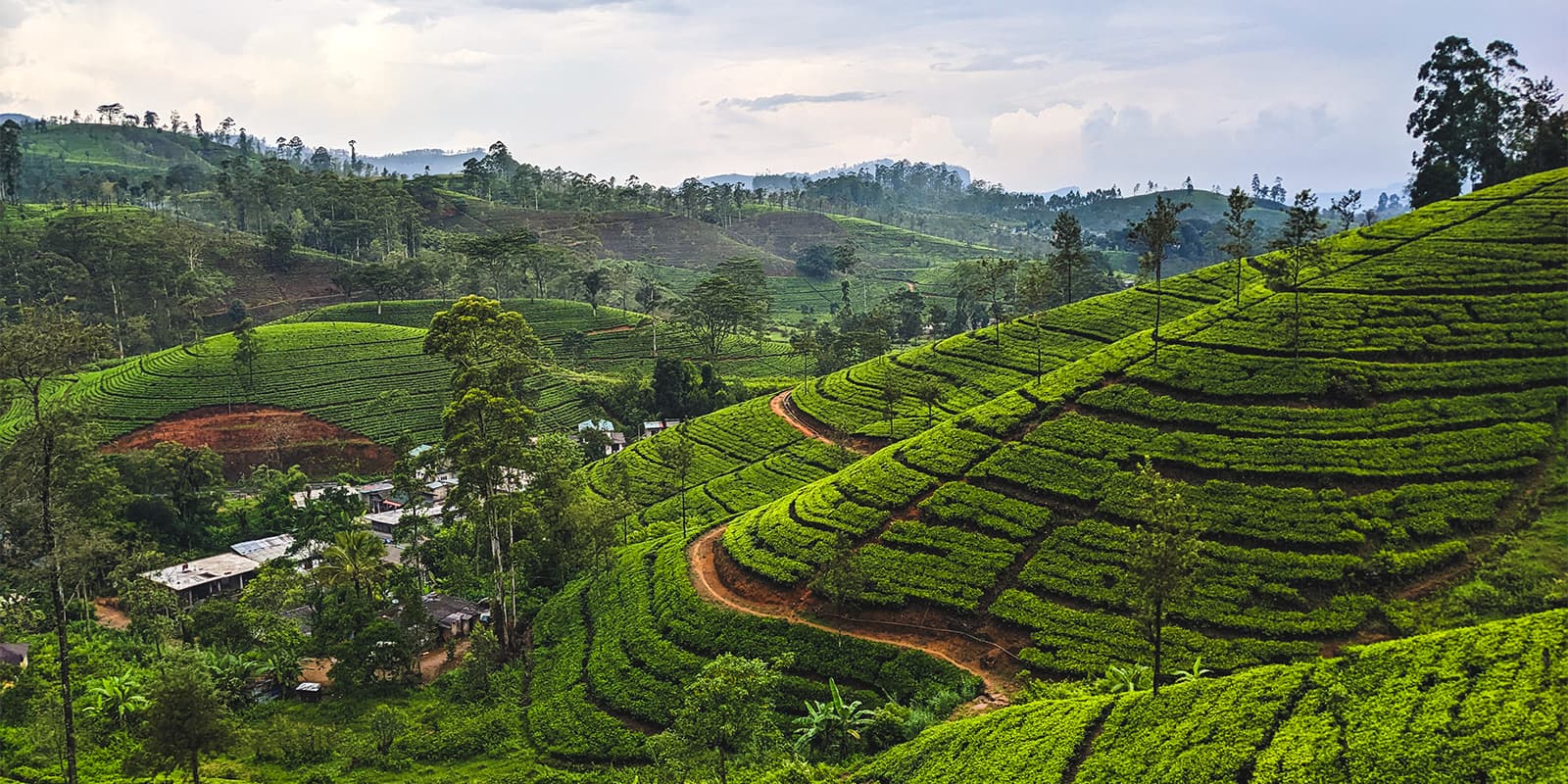 tea plantation in Sri Lanka on the Pekoe Trail