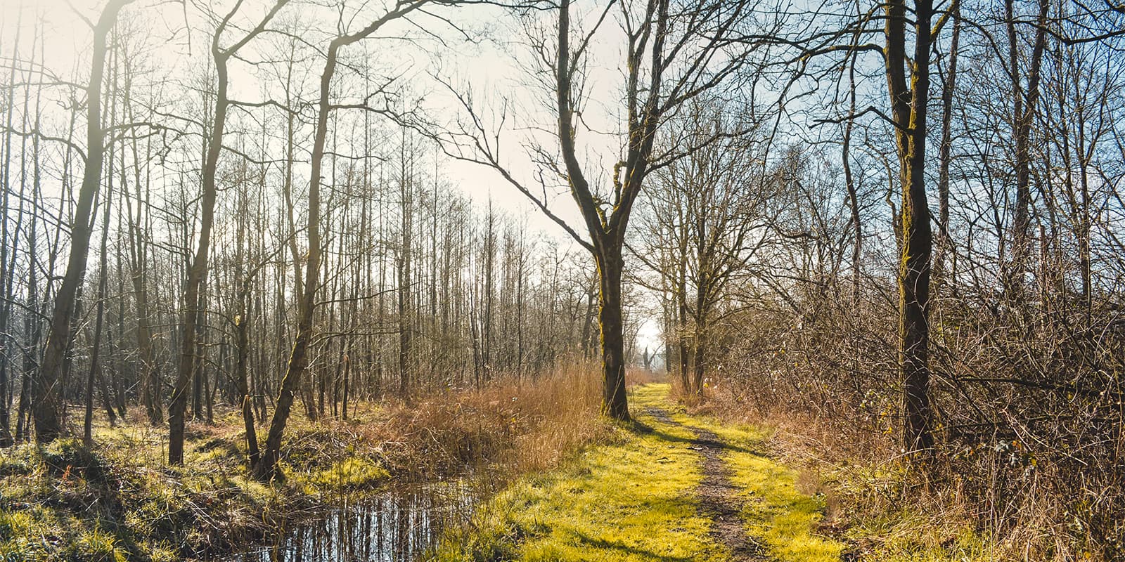 small forest path alongside river in Kempen, Belgium