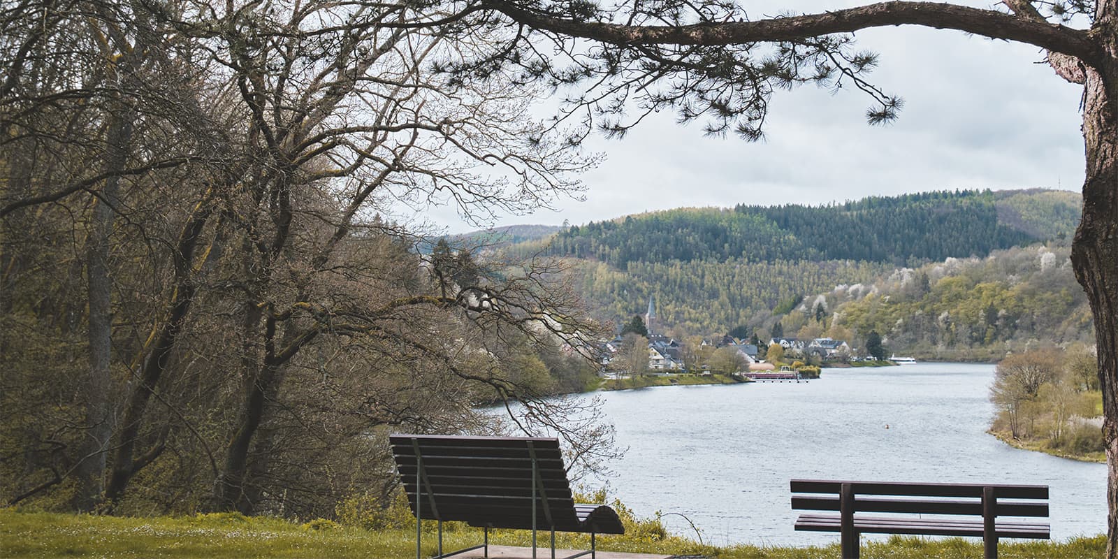 view of river near forest at Eifel national park in Germany