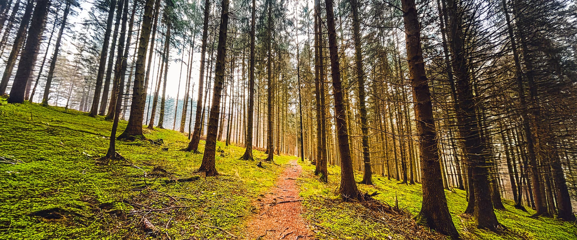 forest trail on the Lužnice-Valley trail in the czech republic