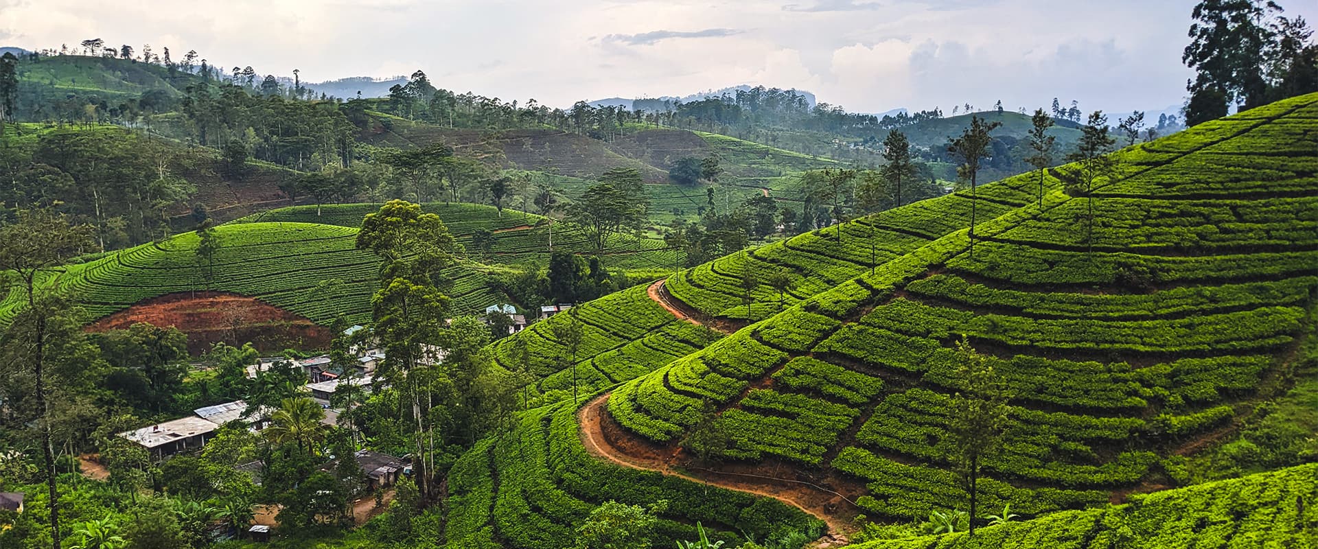 tea plantation in Sri Lanka on the Pekoe Trail