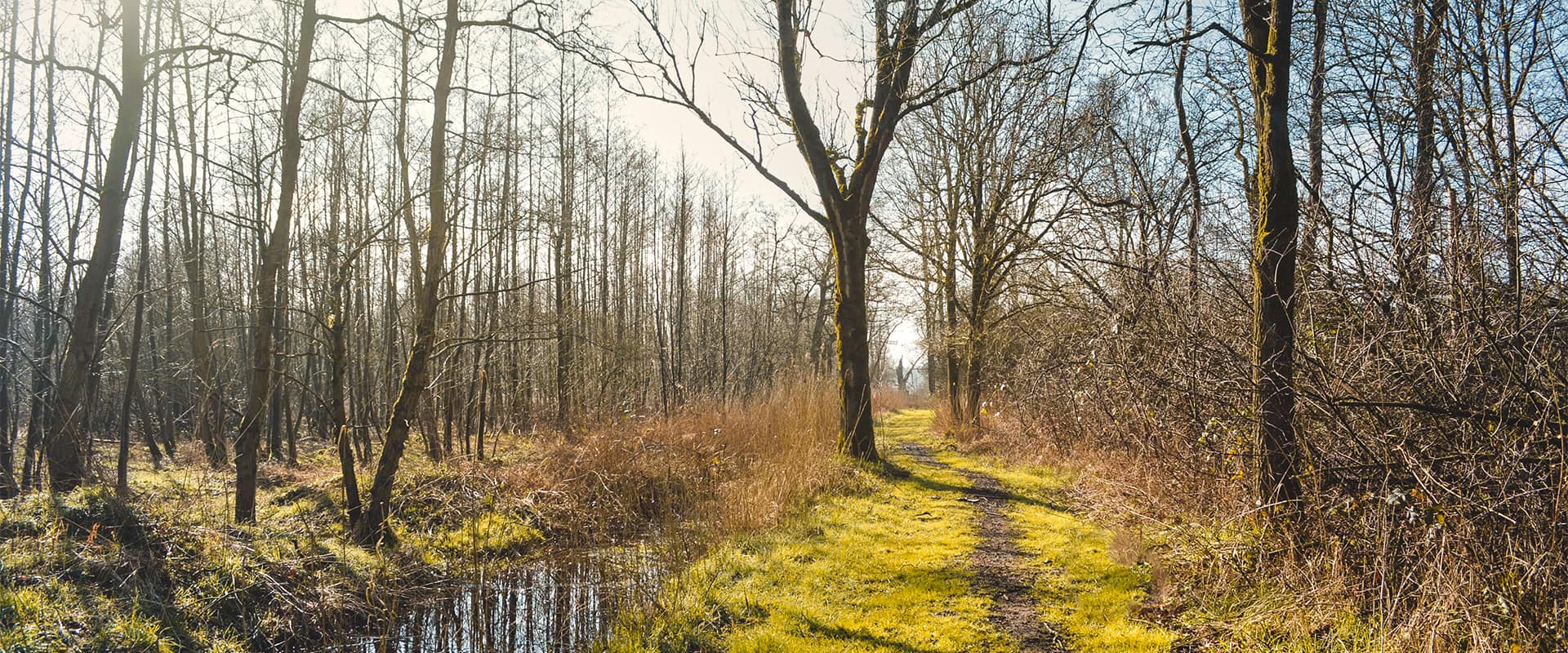 small forest path alongside river in Kempen, Belgium