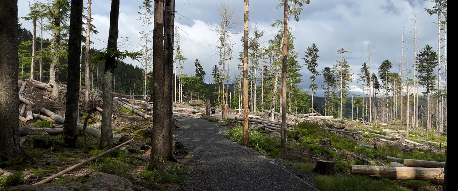 path leading into forest