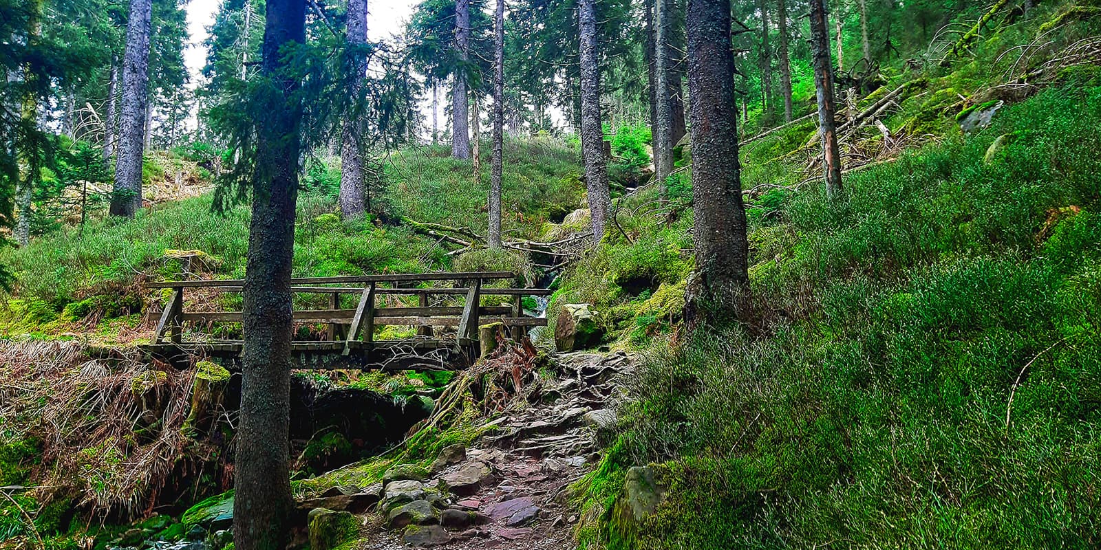 forest path leading up to wooden bridge on the Westweg in Germany