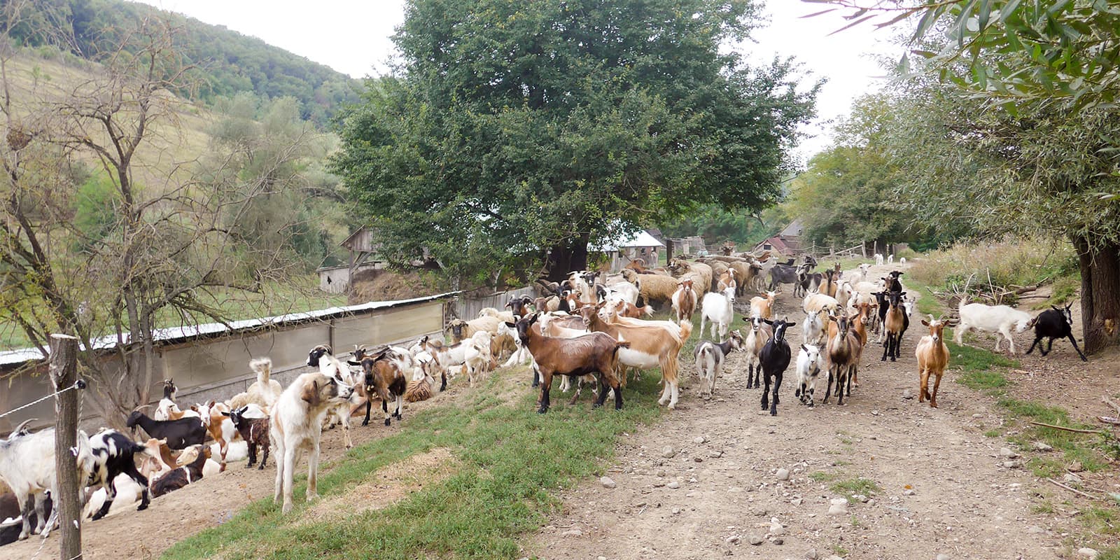 goats on dirt road in Romania