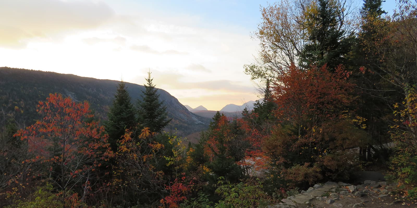 colorful trees and bushes with mountains in the background