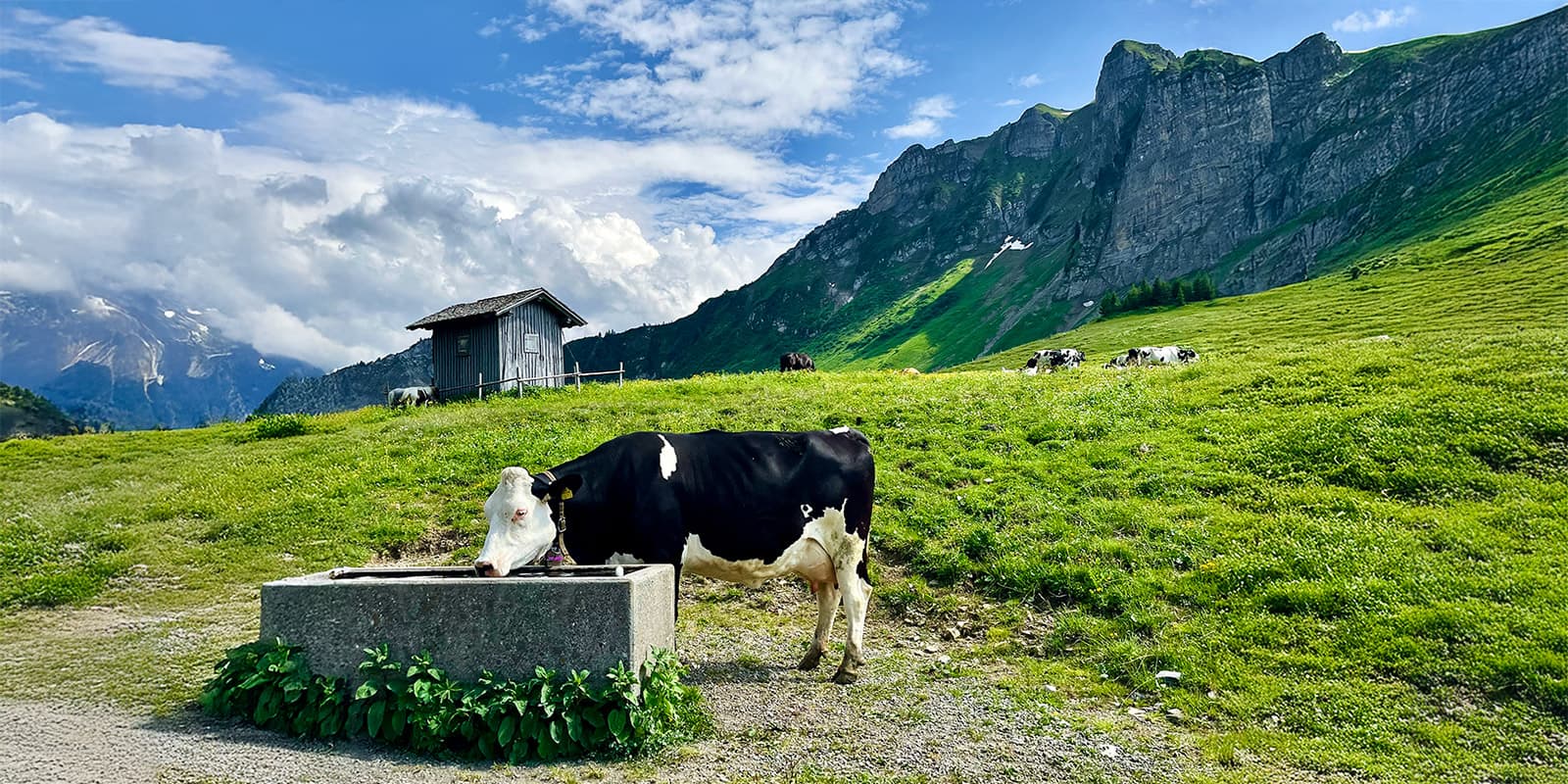 Austrian alps with cows grazing on the Voralberg hut-to-hut tour