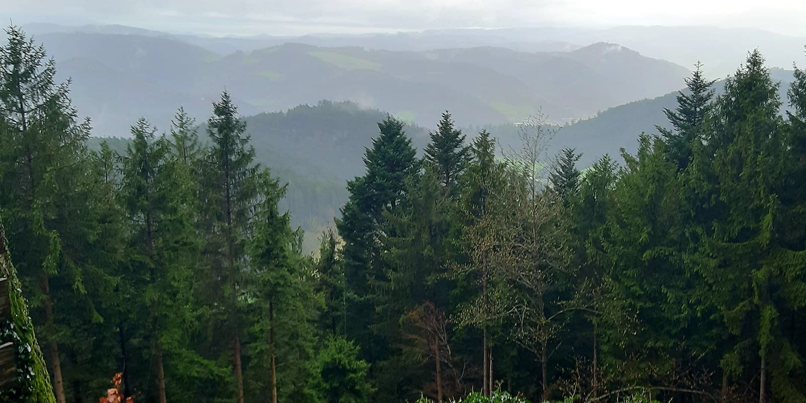 view of the black forest in Germany