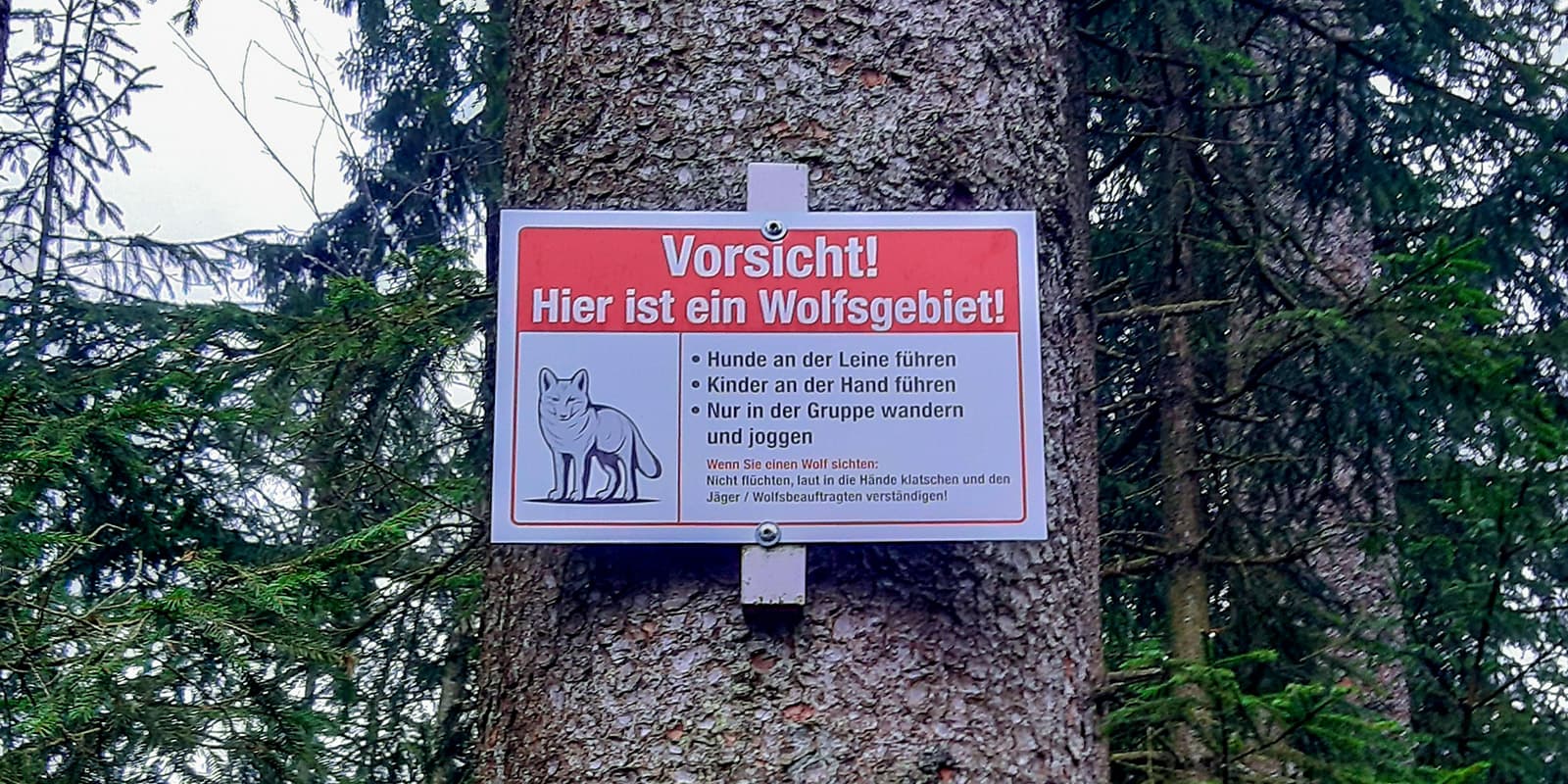 Wolf sign in the black forest