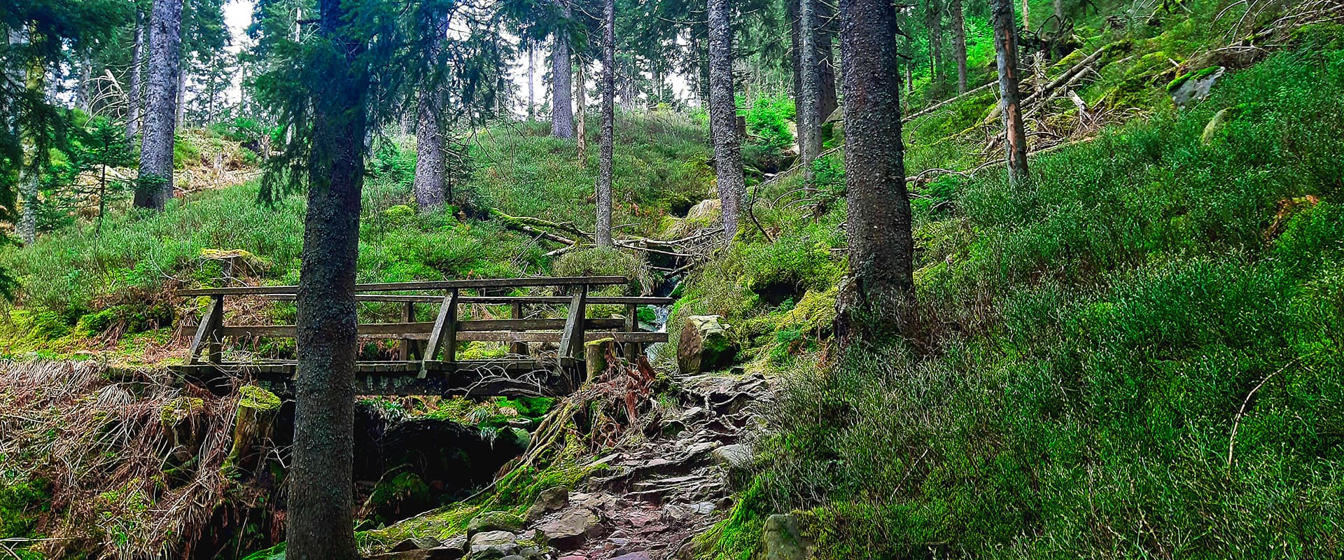 forest path leading up to wooden bridge on the Westweg in Germany