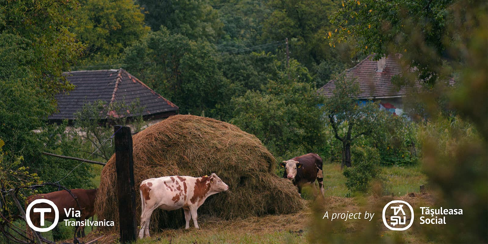 cows in a field next to bail of hay in Tajikistan