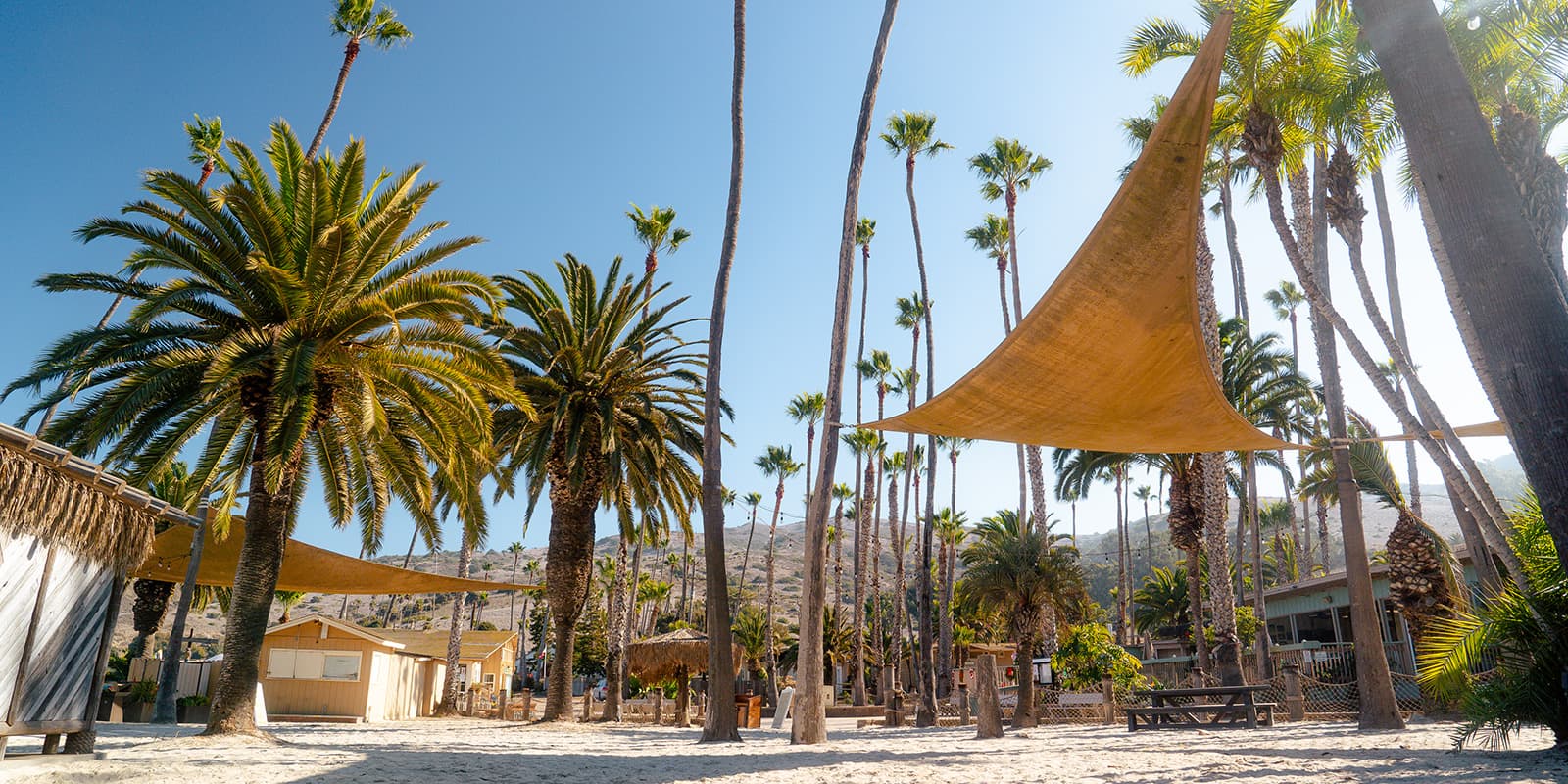 sandy beach and palm trees at Two Harbors on Catalina island