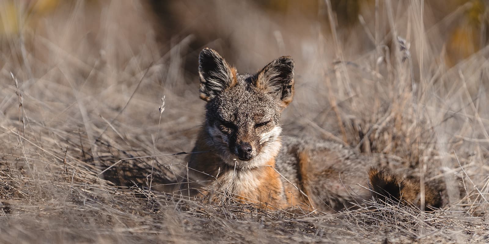 small fox lying in tall grass