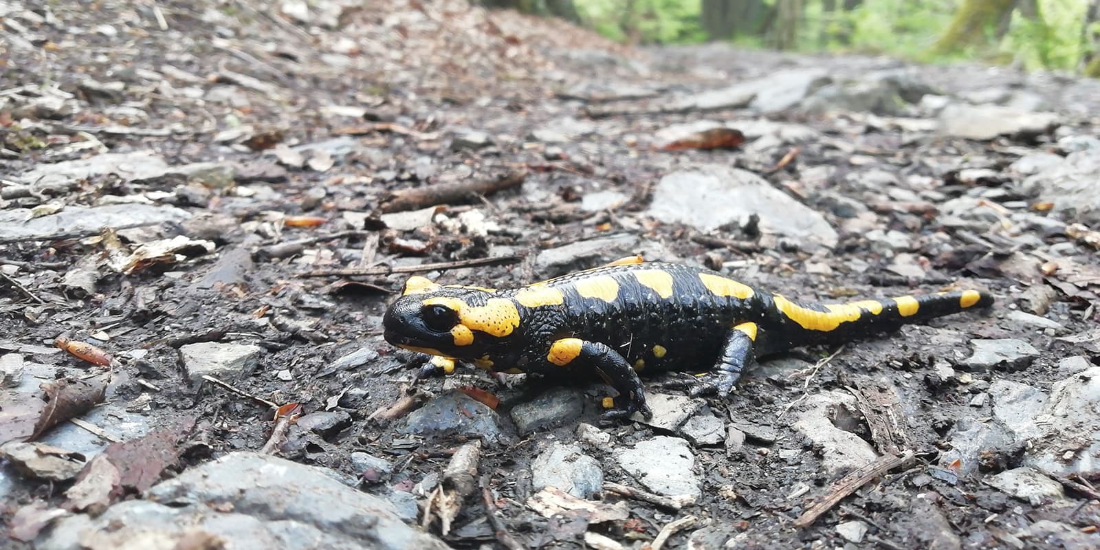 black and yellow salamander