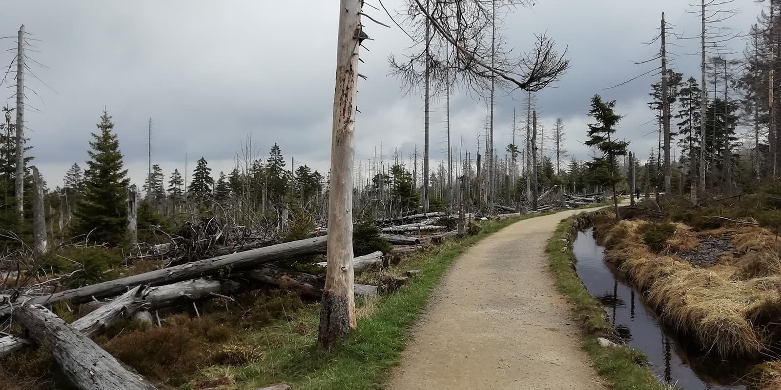 Harzer Hexen Steig trail through forest area