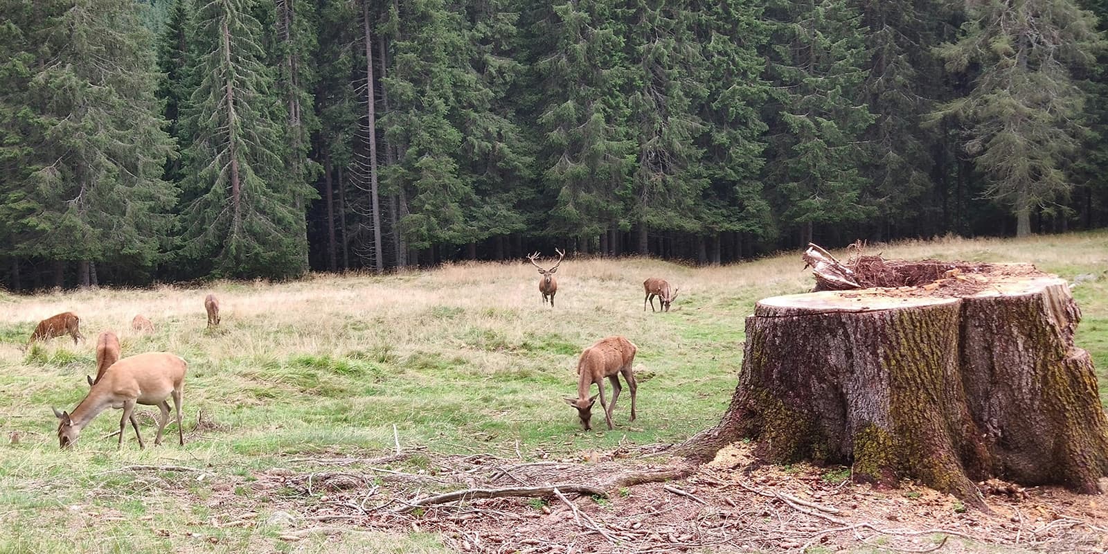 a herd of deer grazing near forest