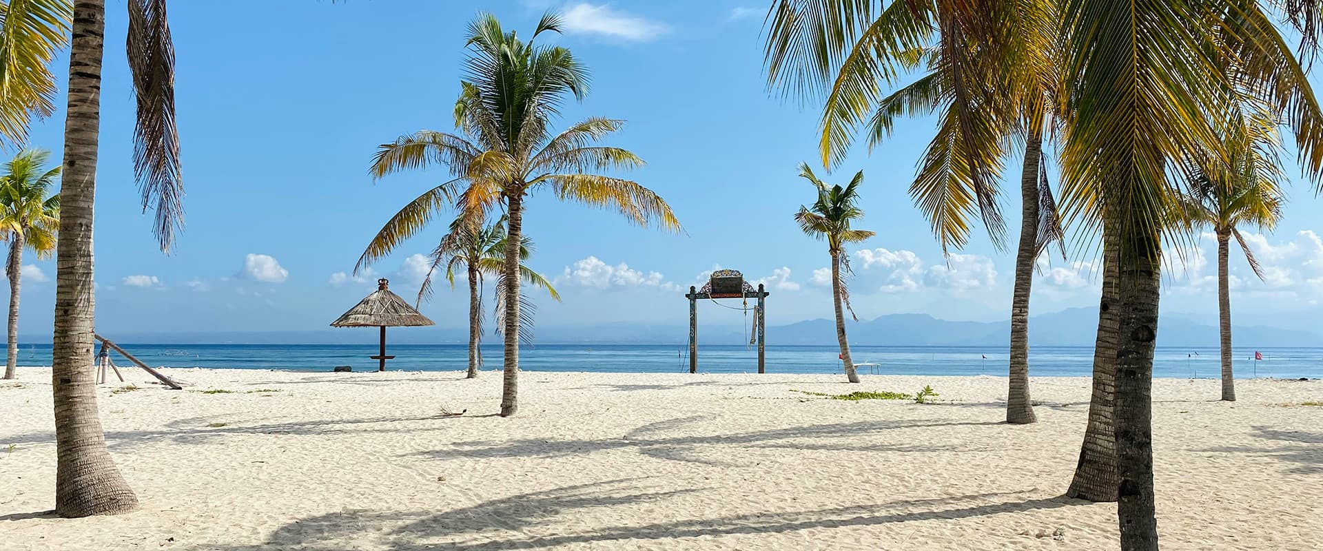 palm trees on beach