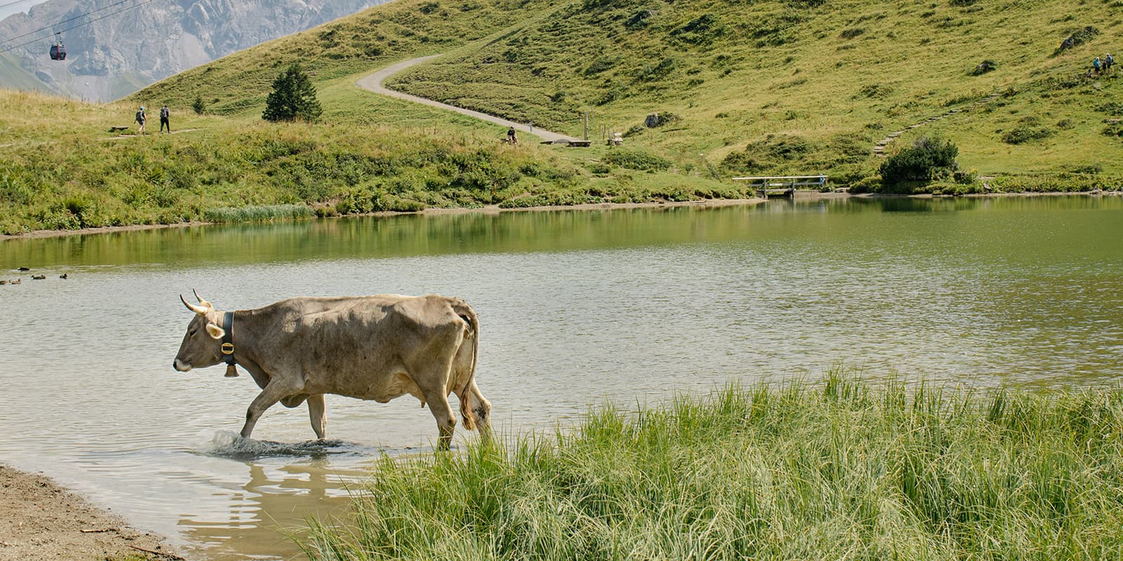 cow cooling off in mountain lake