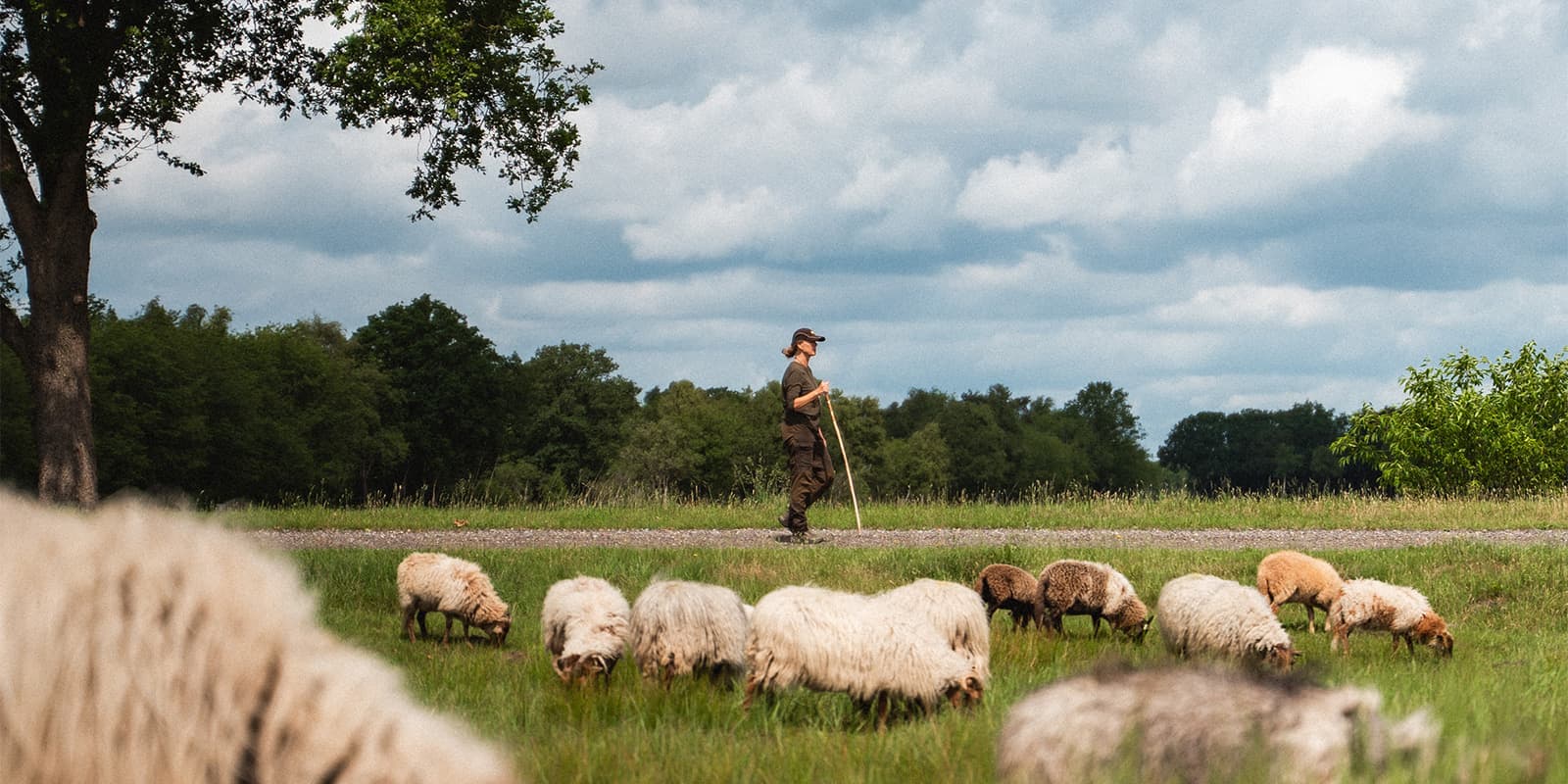 person hiking on gravel road near some sheep