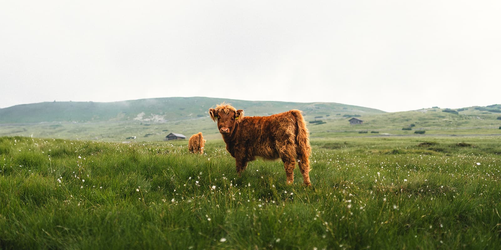 cow standing in green field on cloudy day