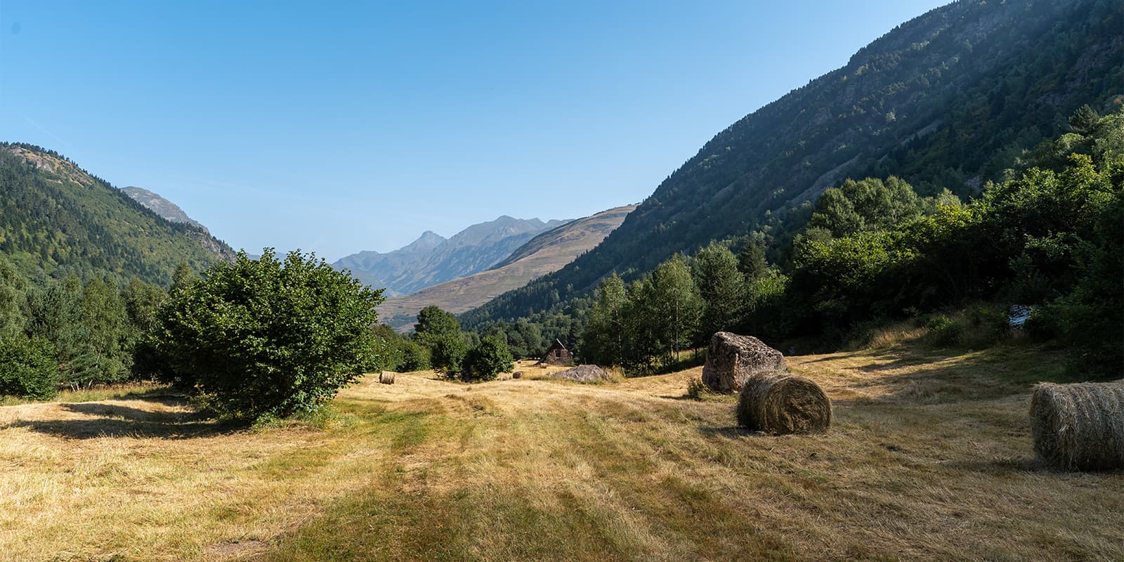 field of grass with forest and mountains in background