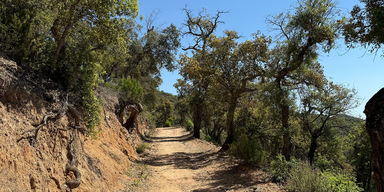 dirt road surrounded by trees near the Spanish coast