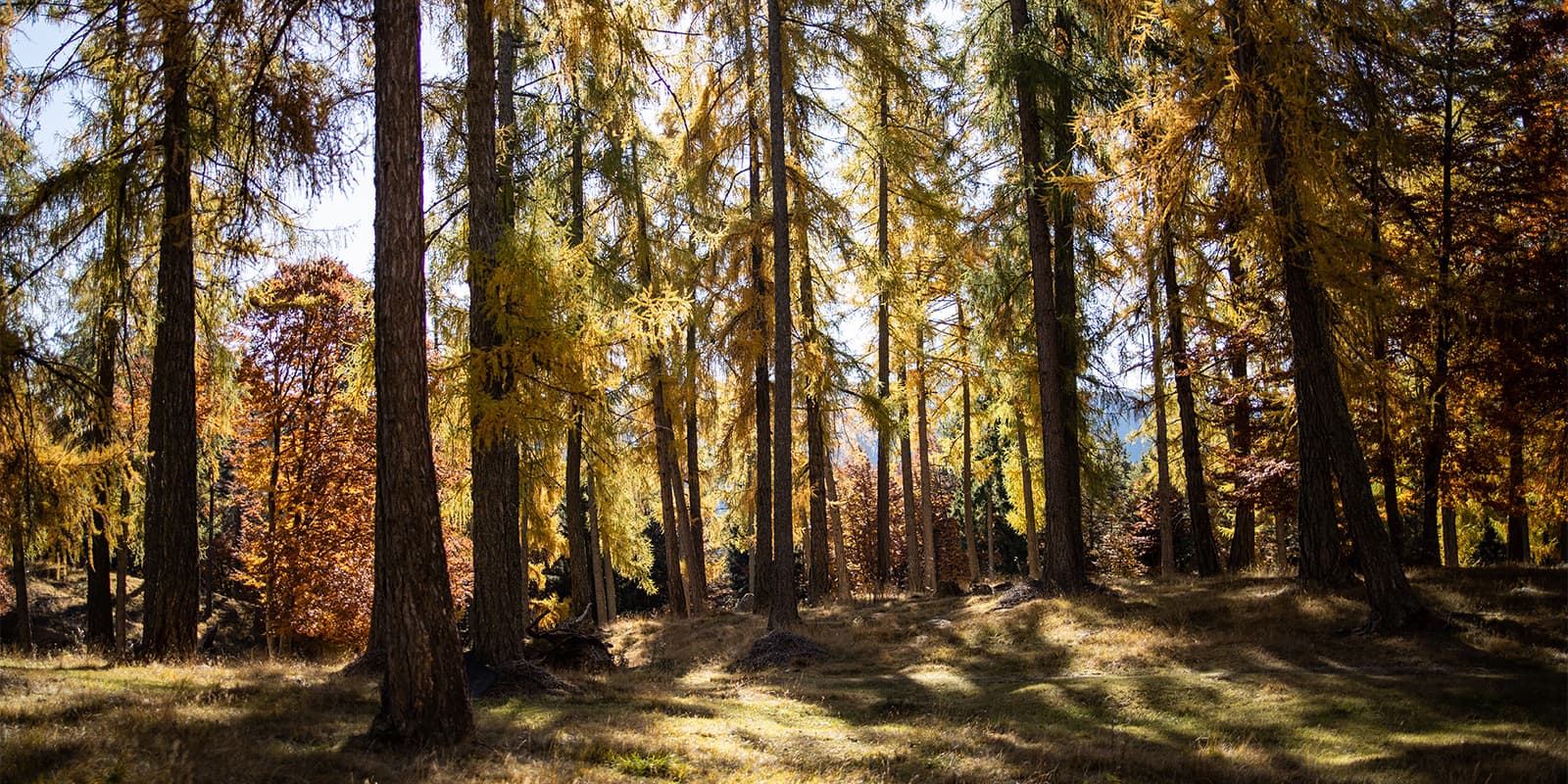forest in autumn colors in Truden national park