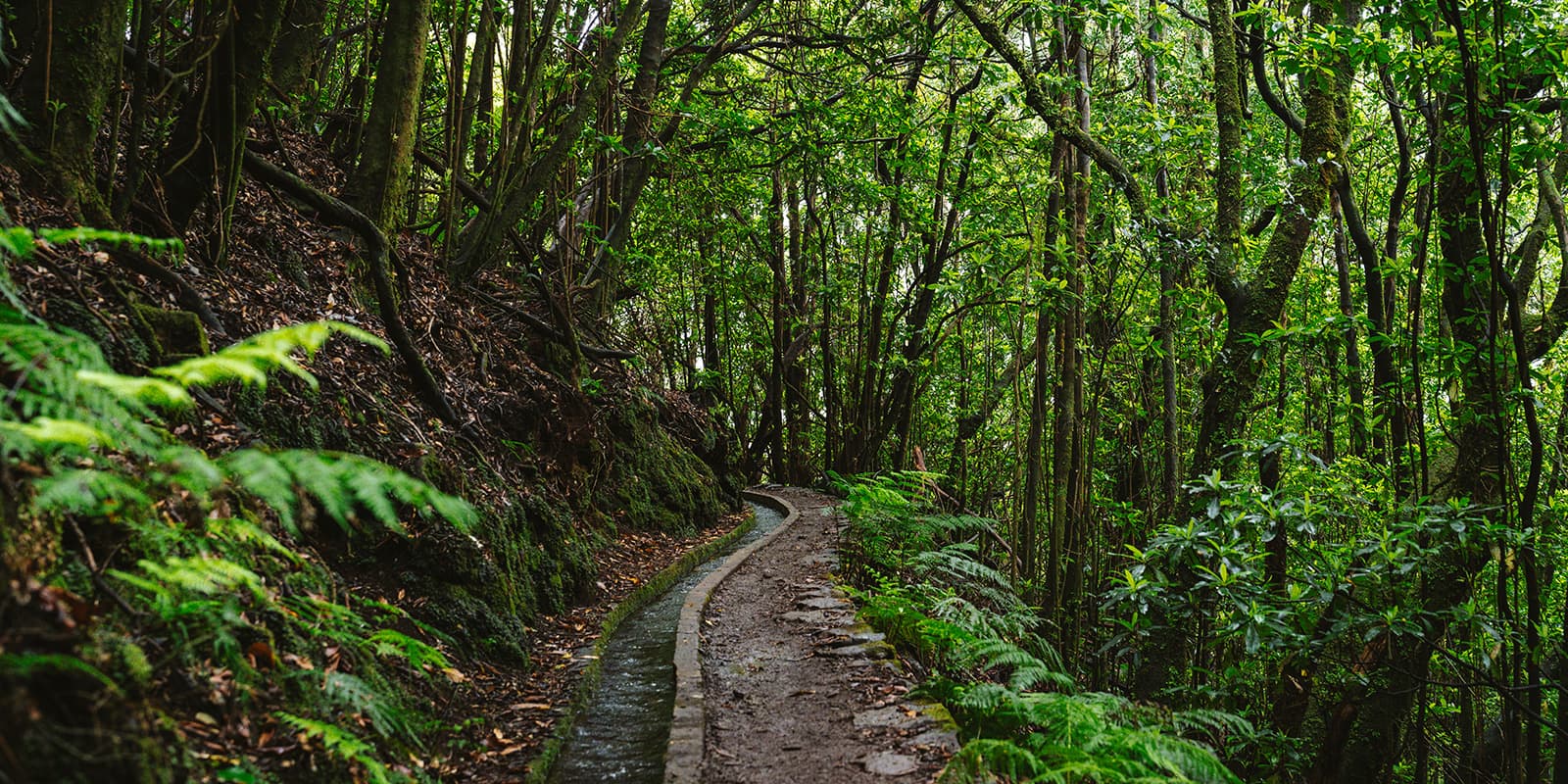 levada near hiking trail on Madeira on the PR9