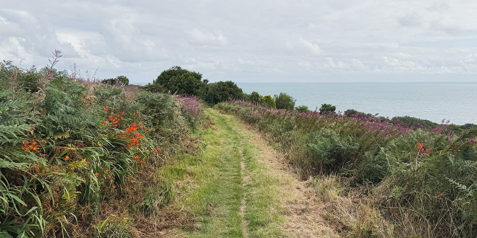 green field with flowers near the coast on the Pembrokeshire Coast Path
