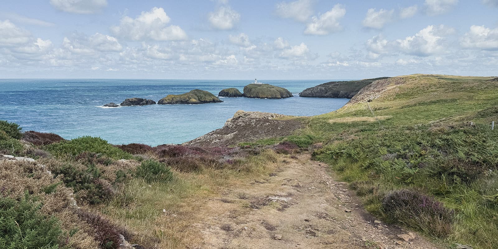 green field with flowers near the coast on the Pembrokeshire Coast Path