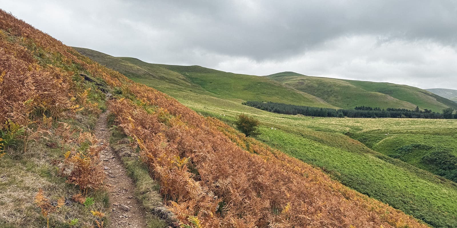 small hiking path in Scottish countryside on the St. Cuthbert's Way hiking trail