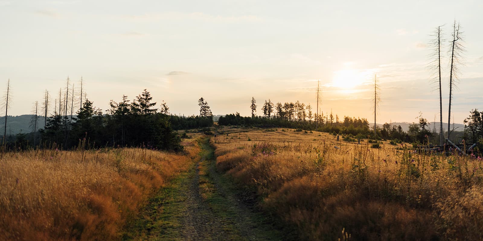 hills and grass in germany under the morning sun on the Rothaarsteig hiking trail