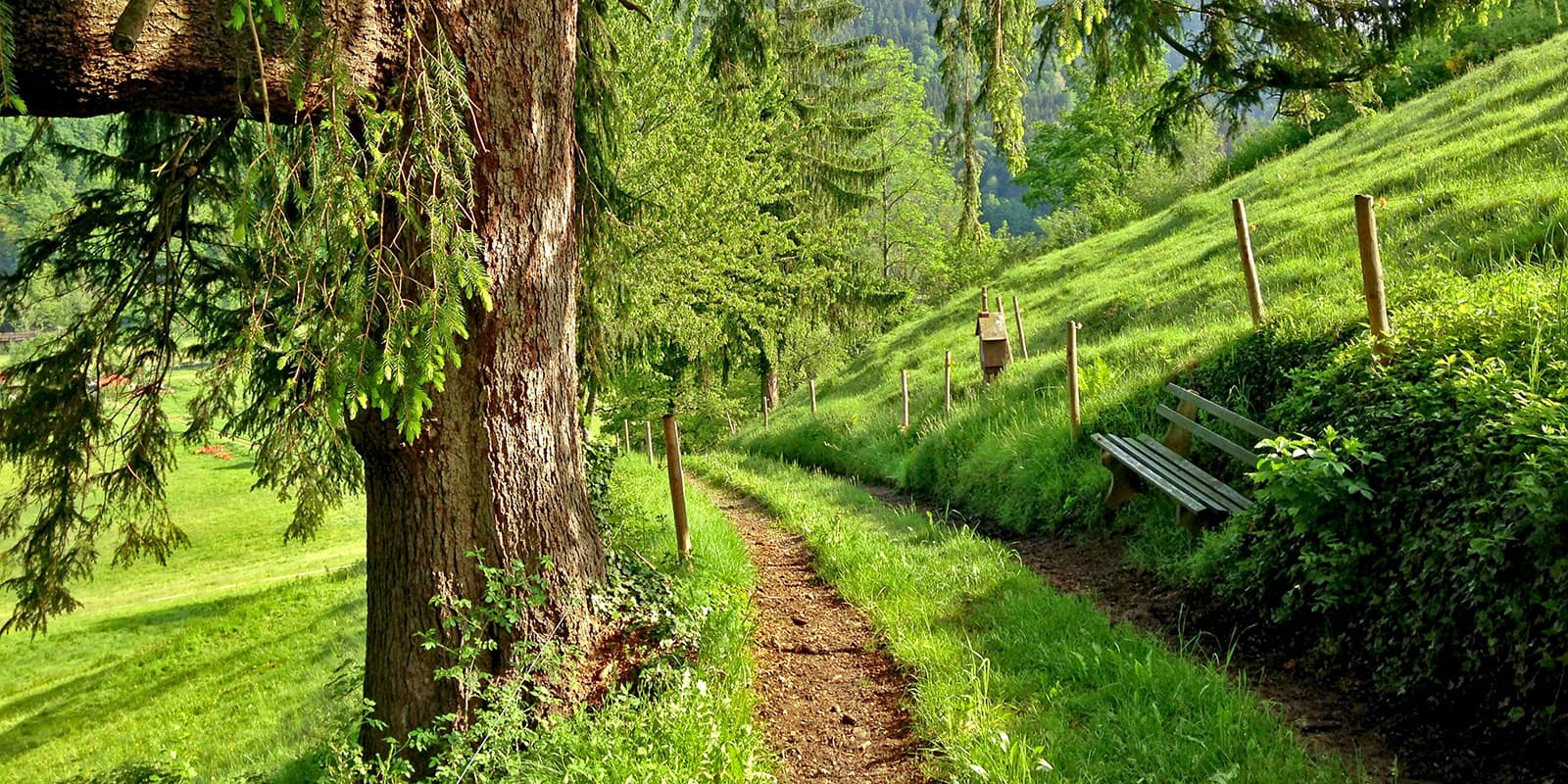 small hiking trail in green landscape on the Wolf Trail