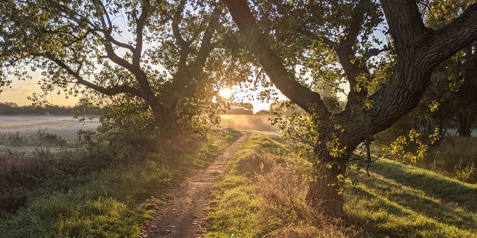 sun shining through trees on uk hiking trail