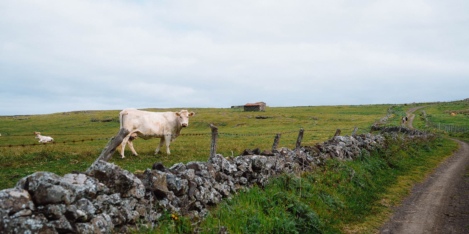 cow standing in a field next to unpaved road