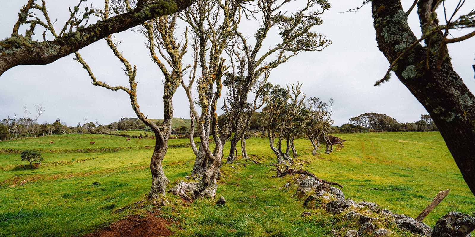 GR01 Santa Maria hiking trail in field surrounded by trails